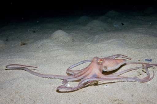 Ученые обнаружили первого осьминога, способного рыть норы в песке (видео)