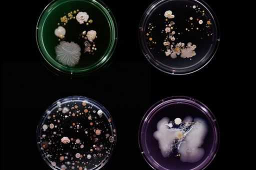 Художник собирает образцы микробов из нью-йоркского метро