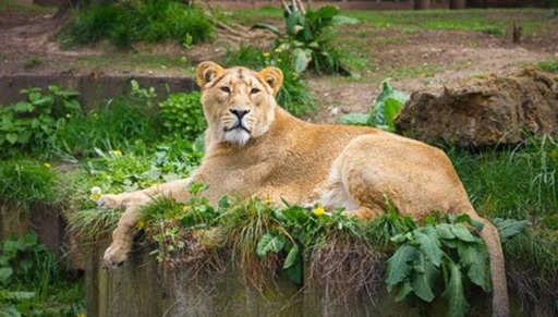 Датский зоопарк приглашает детей наблюдать расчленение льва