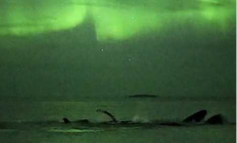 Горбатые киты играют под светом полярного сияния