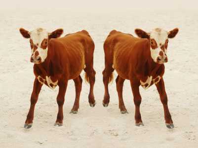 Европарламент поддержал запрет клонирования животных