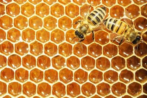В Германии активизировались “пчелиные воры”