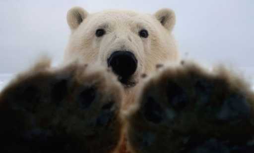 A Group Of Migrants Broke Into A Truck And Came Face To Face With A Polar Bear