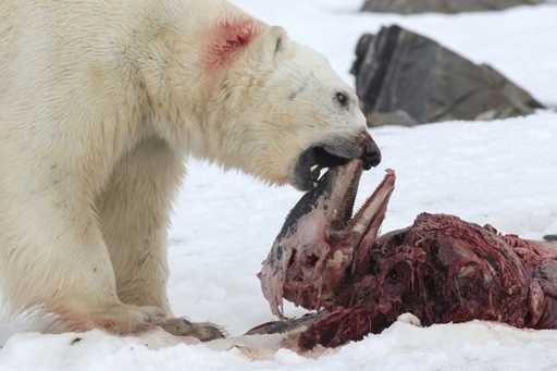 Из-за потепления в Арктике полярные медведи начали питаться дельфинами