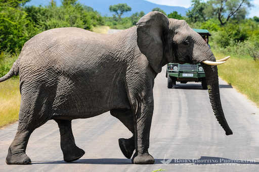 Переходящие дорогу слоны вызвали переполох в Малайзии (видео)