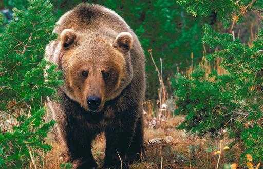 Россия: Из-за нашествия медведей введен режим ЧС в хабаровском поселке