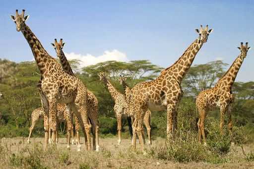 Żyrafy „mruczą”, aby komunikować się w nocy