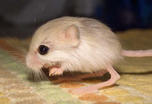 У Синьцзяні, Китай, виявлена найменша в світі стрибуча миша