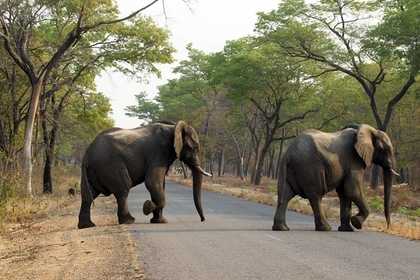 В Зимбабве отравили 22 слона