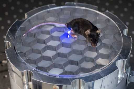 Лабораторная мышь на дистанционном управлении