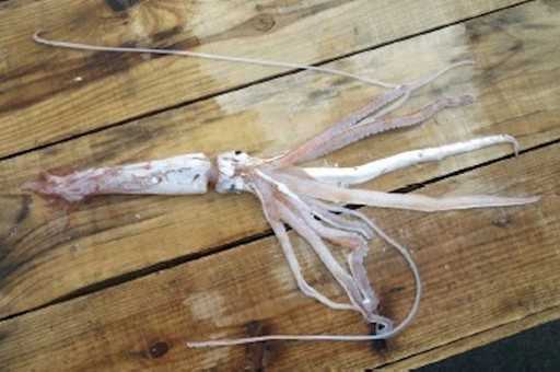 В Японии впервые найдены три детеныша гигантского кальмара