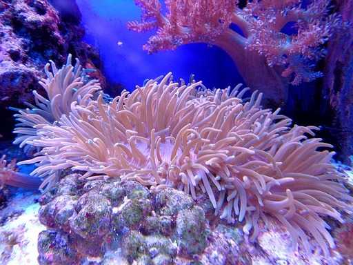 Существующие методы не способны спрогнозировать судьбу коралловых рифов
