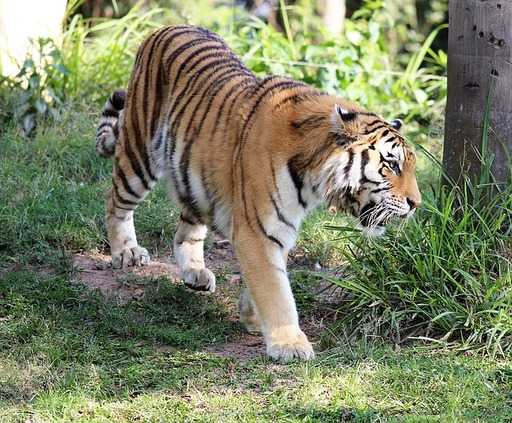 Мировая популяция тигров выросла впервые за столетие