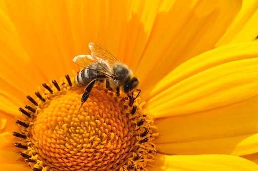Почему пчёлы и осы нападают роем