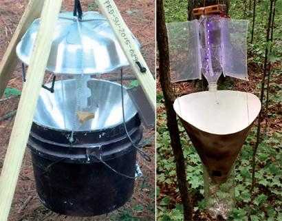 Учёные изобрели инновационную ловушку для насекомых