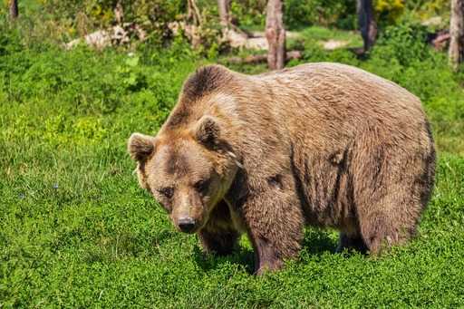 Медведи спасают деревья от исчезновения