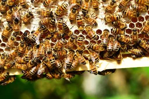Во время опасности пчелы танцуют танец смерти (видео)