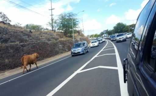 Полиция убила корову на гонолульском шоссе из-за пробки