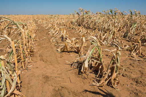 Президент Зимбабве объявил чрезвычайное положение в стране из-за засухи