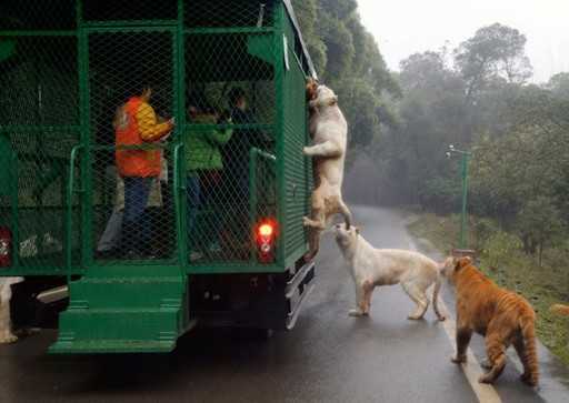 Китайский зоопарк предлагает экстрим-тур Покорми зверя