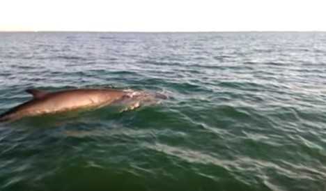 Удивительные кадры кита, заплывшего на пляж Барселоны (видео)