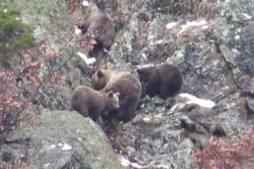 Испанские медведи отказываются впадать в спячку из-за мягкой зимы (видео)