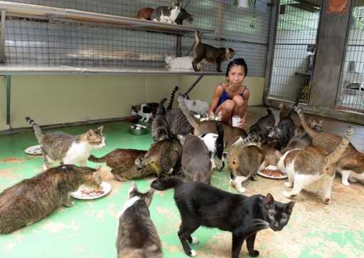 Жительница Сингапура держит 150 котов и голодает, чтобы сэкономить деньги для своих питомцев