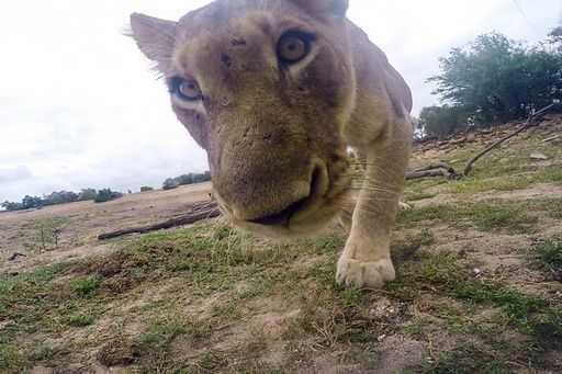 Мир глазами львов, укравших камеру GoPro (видео)