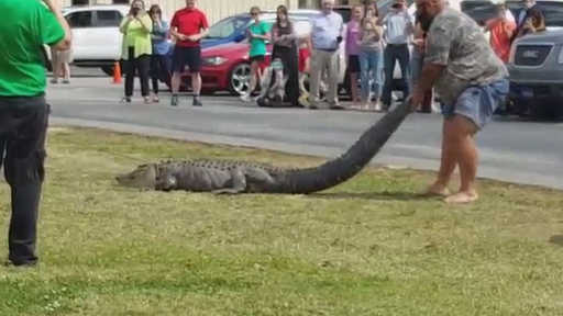 На школьном газоне во Флориде поймали трехметрового аллигатора (видео)