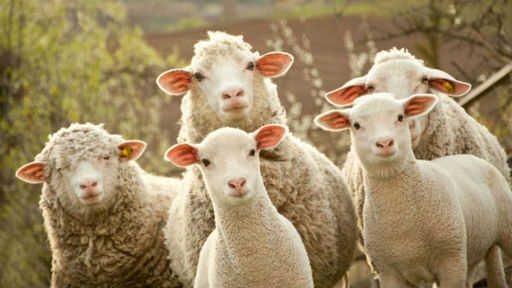 США: пьяная женщина на джипе задавила 38 овец