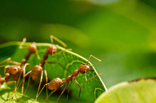 Индия: нашествие красных муравьев чуть не привело к катастрофе на железной дороге