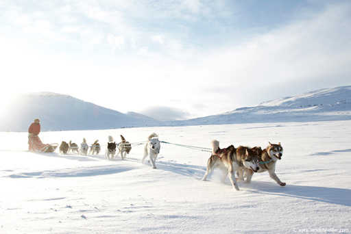 Норвегия: туристов, заблудившихся из-за ошибки GPS, пришлось вывозить собачьей упряжкой