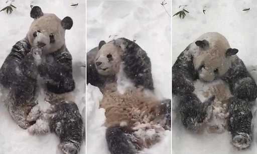 Панда из вашингтонского зоопарка радуется небывалому снегопаду (видео)