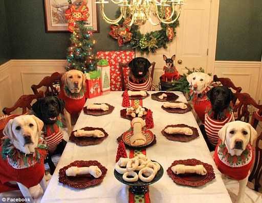 Семья из США устроила рождественский праздник для восьми своих собак (фото)