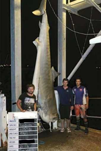 Австралийские рыбаки поймали рекордную тигровую акулу весом 625 кг (фото)