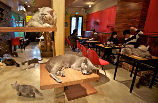 Japan’s cat cafes will stay open till 10 p.m.