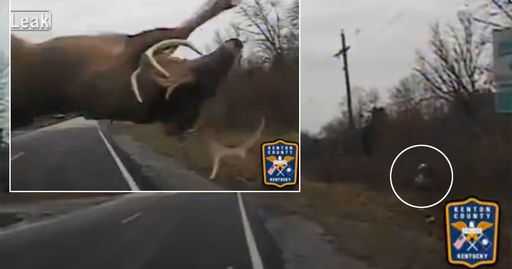 Калифорния: олень перелетел через полицейское авто – и ускакал целым и невредимым (видео)