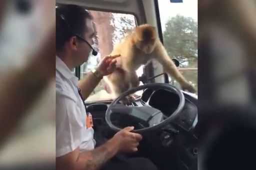 Нахальная обезьянка украла обед у водителя туристического автобуса (видео)