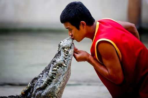 Таиланд: дрессировщики целуют крокодилов на потеху туристам (видео)