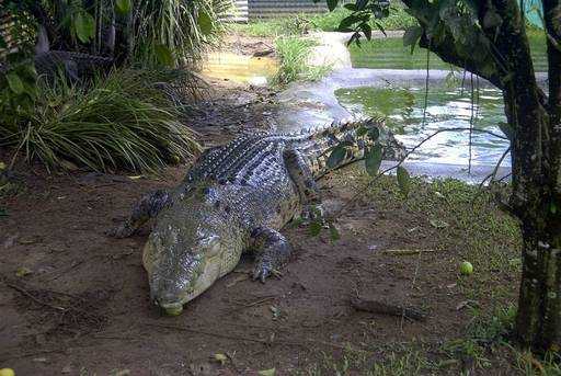 Австралия резко увеличивает экспорт продукции из крокодилов