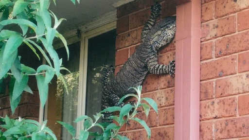 Австралиец обнаружил на стене своего дома 1,5-метровую ящерицу