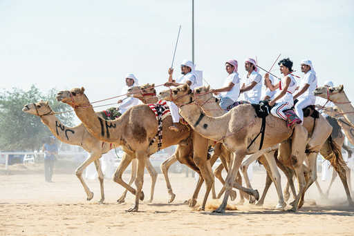 В Эмиратах впервые прошел верблюжий марафон