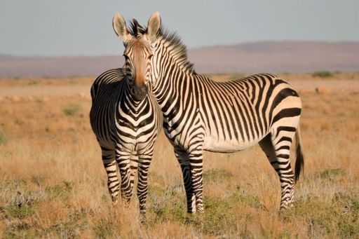 Поразительная оптическая иллюзия зебры с двумя туловищами (фото)