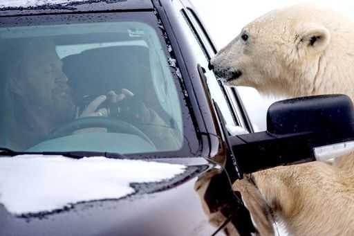 Nosy polar bear presiona las patas contra la ventana del camión mientras revisa turista