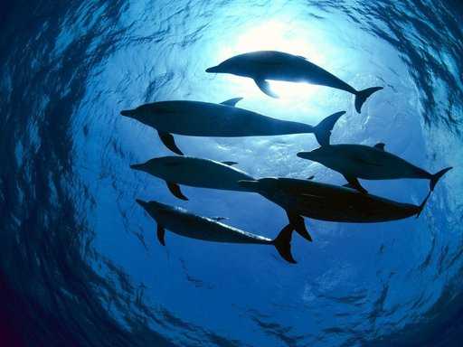 Дельфины и киты делятся едой в Атлантическом океане