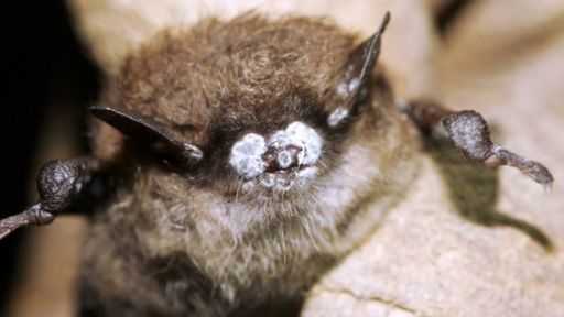 Asian bats show resistance to deadly white-nose syndrome