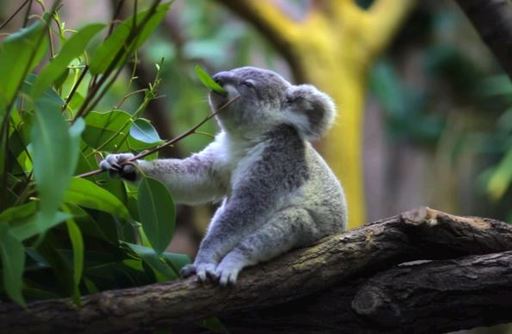 В Австралии резко сокращается популяция коал