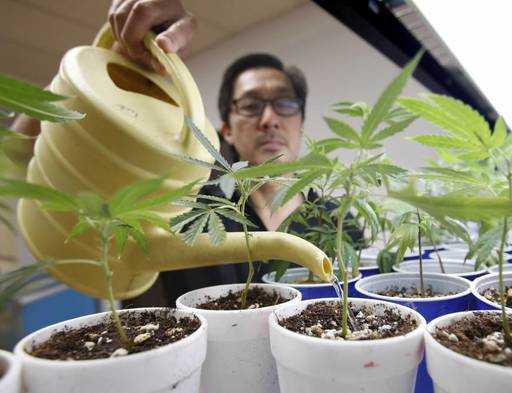 Калифорния вводит первые комплексные законодательные акты о медицинской марихуане