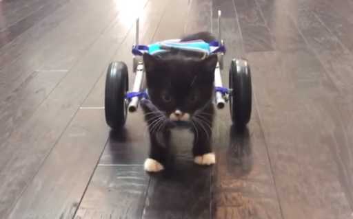 Школьники создали на 3D-принтере инвалидное кресло для котенка