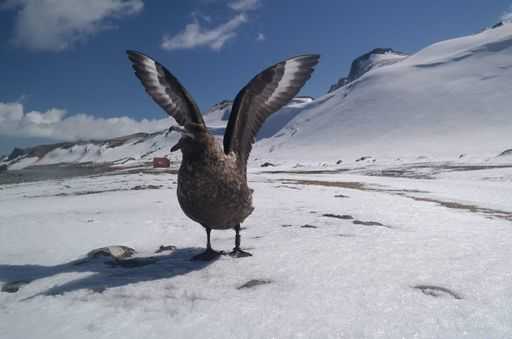 Антарктические птицы проявляют нетипичную враждебность к людям